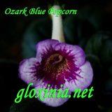 Синнингия Ozark Blue Popcorn