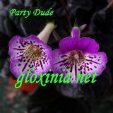Синнингия Party Dude