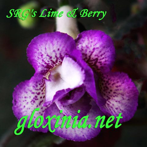  SRG's Lime And Berry 