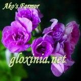 Пеларгония Ako's Farmor