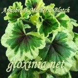 Пеларгония Annsbrook Mulberry Blotch