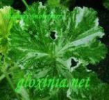 Пеларгония Charmay Snowflurry