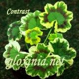 Пеларгония Contrast