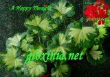 Пеларгония A Happy Thought