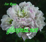 Пеларгония Ice Rose
