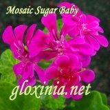 Пеларгония Mosaic Sugar Baby