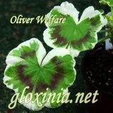 Пеларгония Oliver Welfare