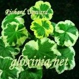 Пеларгония Richard Upward