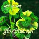 Пеларгония Skies of Italy
