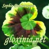 Пеларгония Sophie Dumaresque