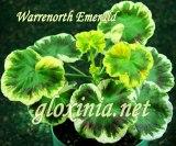 Пеларгония Warrenorth Emerald