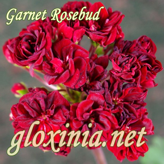  Garnet Rosebud 