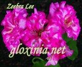 Пеларгония Zeebra Lee