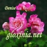 Пеларгония Denise