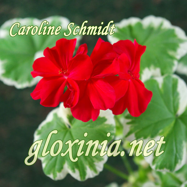  Caroline Schmidt 