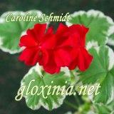 Пеларгония Caroline Schmidt