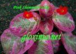 Эписция Pink Shimmer Valley