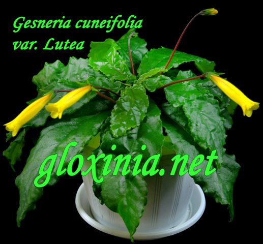   cuneifolia var. Lutea 