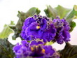 Фиалка Suncoast Midnight Mystery