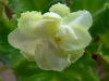 Фиалка Spring Rose