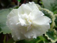 Фиалка Cool Mint