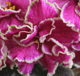 Фиалка Mountain's Snowcap