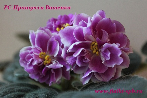 Фиалка Вишенка Фото