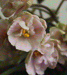 Фиалка Pink Mint