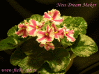 Фиалка Ness Dream Maker