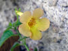 Колерия Clouded Yellow