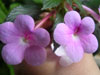 Ахименес Peach Blossom
