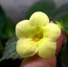 Колерия Yellow Beauty