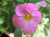 Колерия Vie en Rose