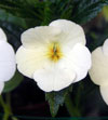 Колерия Longiflora