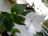 Колерия Boodwood White Dipper