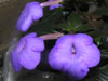 Ахименес Purple Triumph