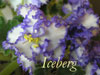 Колерия Iceberg