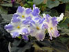 Колерия Lyon’s Lavender Magic