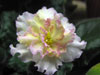 Колерия Sunkist Rose