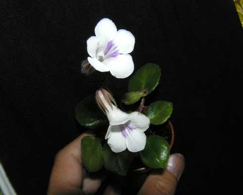  Tamiana (Deinostigma tamiana) 