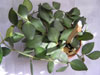 H. Lacunosa