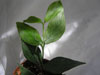 H. polyneura broget
