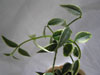 H. bella Variegata