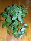 Dischidia Ovata