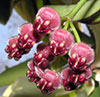 H. Wayetii