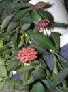 H. Tsangii