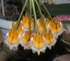 H. Lasiantha