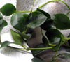 H. Lacunosa Fraser Hills