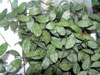 H. Lacunosa Perangin durian