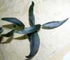 H. Rubida